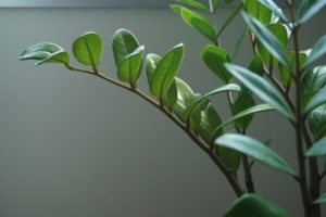 planta